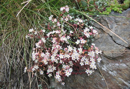 Sedum brevifolium