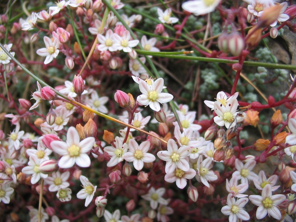 Sedum brevifolium