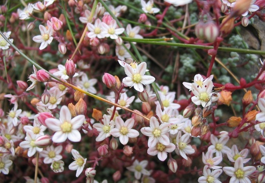 Sedum brevifolium