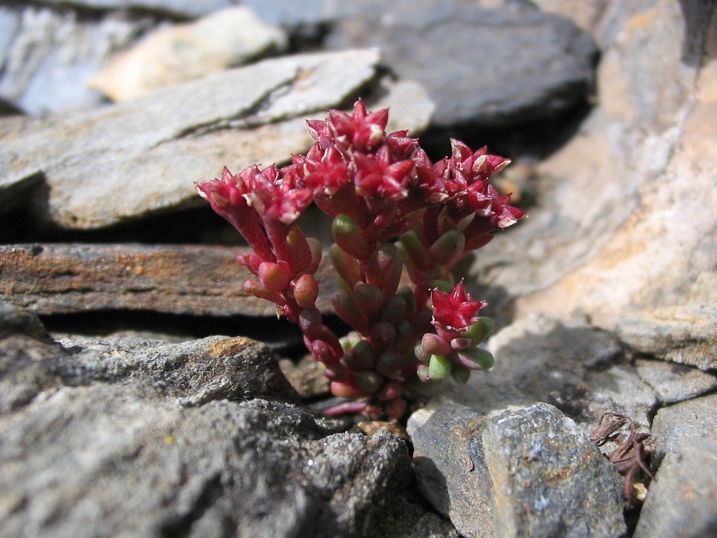 Sedum brevifolium