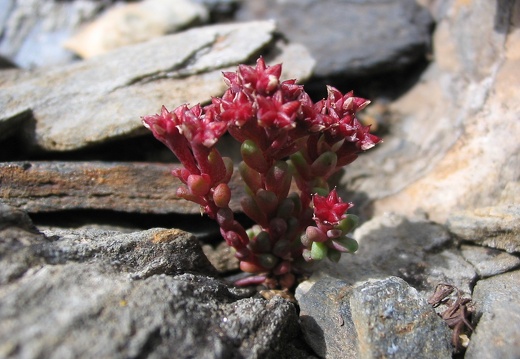 Sedum brevifolium