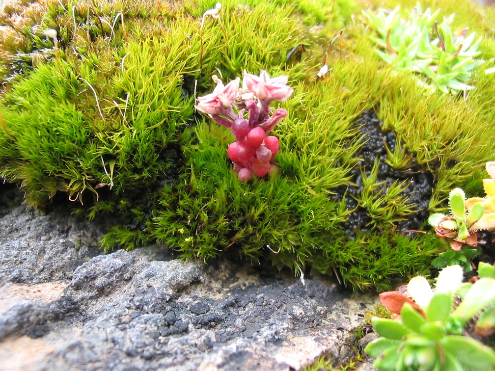 Sedum brevifolium