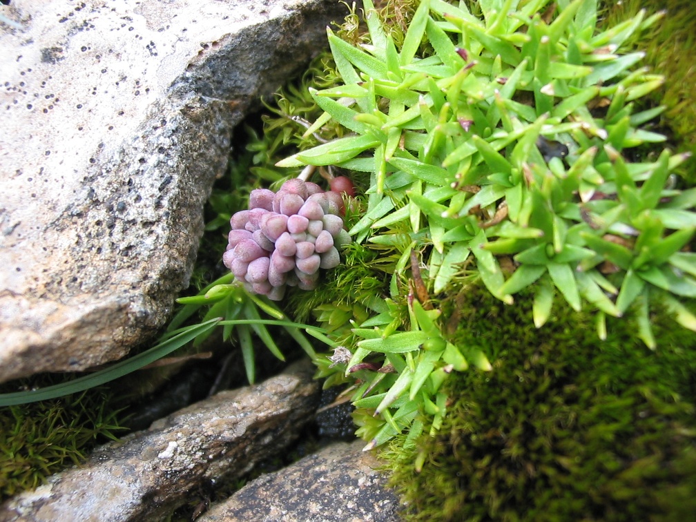 Sedum brevifolium