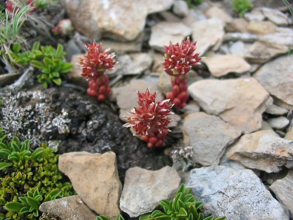 Sedum brevifolium