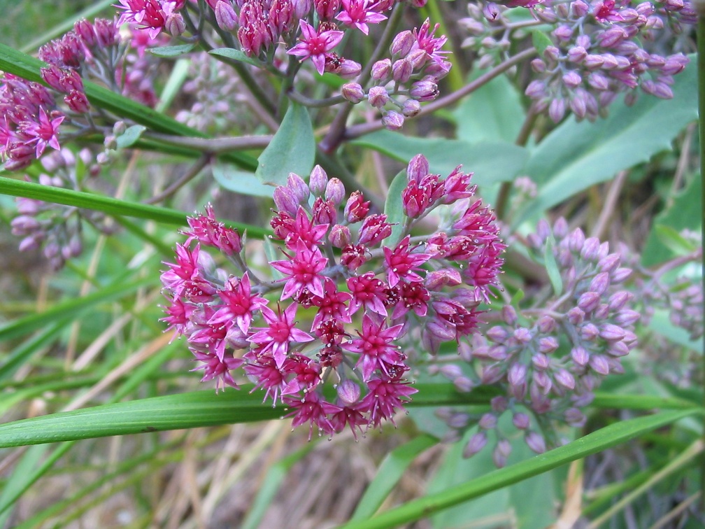 Sedum telephium