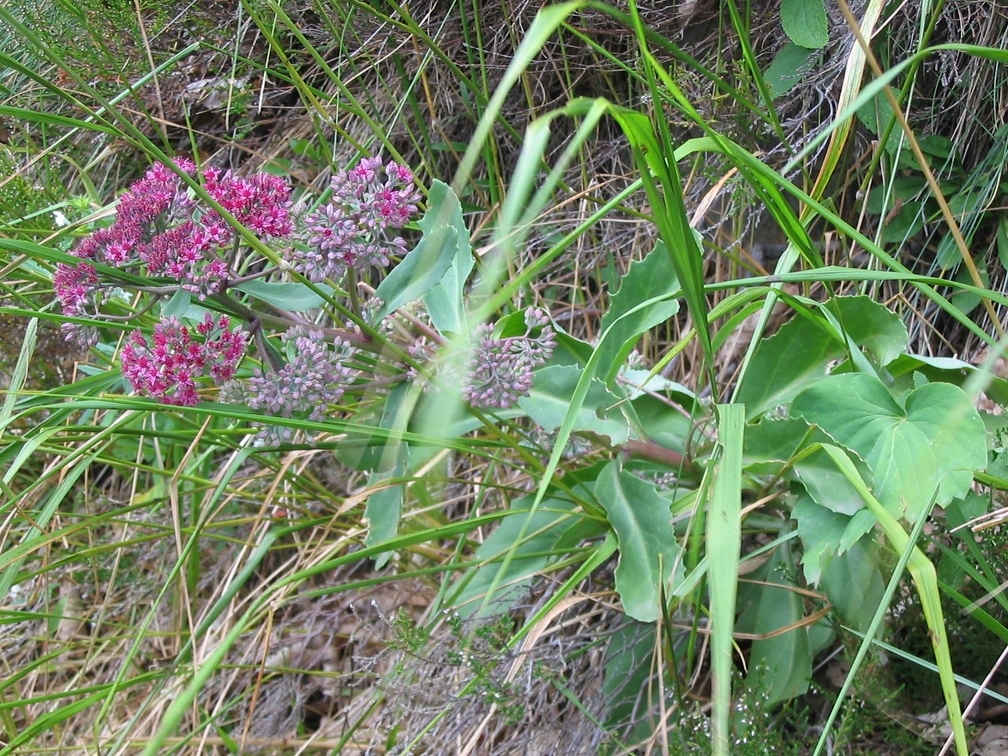 Sedum telephium