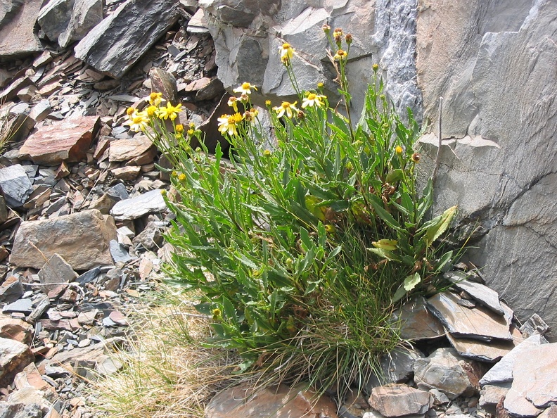Senecio pyrenaicus.jpg