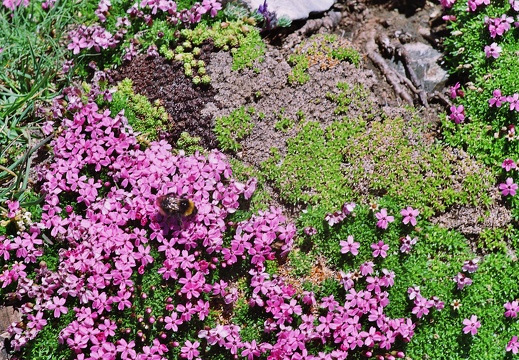 Silene acaulis
