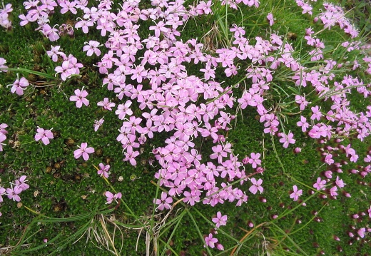 Silene acaulis
