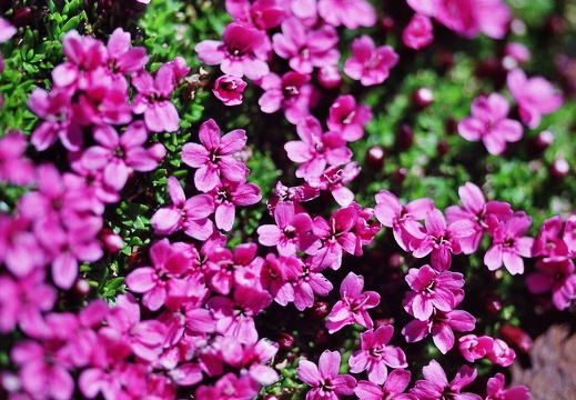 Silene acaulis