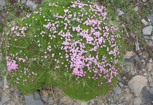 Silene acaulis