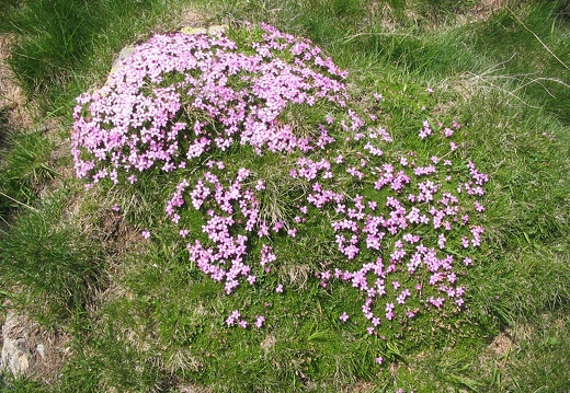 Silene acaulis