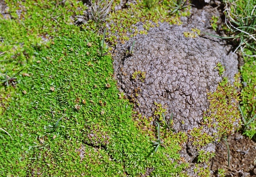 Silene acaulis