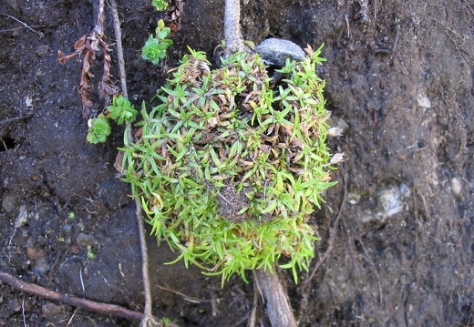 Silene acaulis