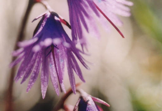 Soldanella alpina
