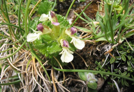 Teucrium pyrenaicum