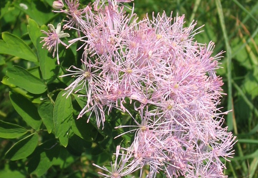 Thalictrum aquilegifolium