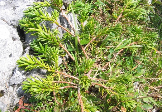 Thymelaea calycina
