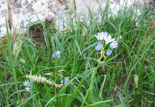 Tractema lilio-hyacinthus