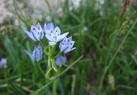 Tractema lilio-hyacinthus