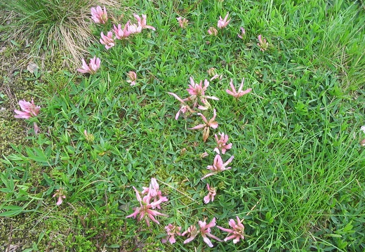 Trifolium alpinum