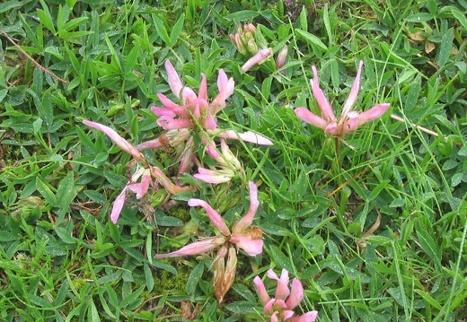Trifolium alpinum