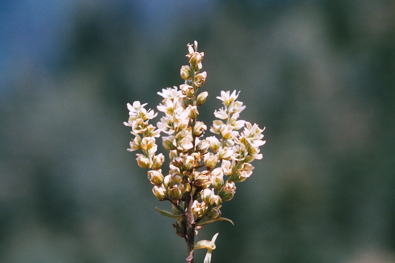 Veratrum album1.jpg