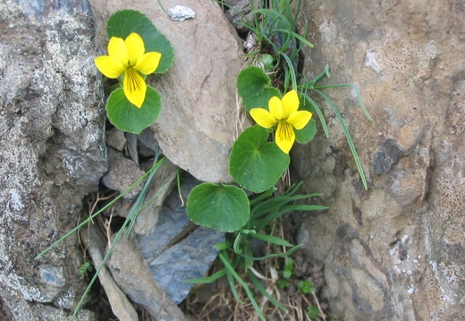 Viola biflora