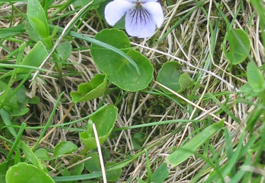Viola canina montana