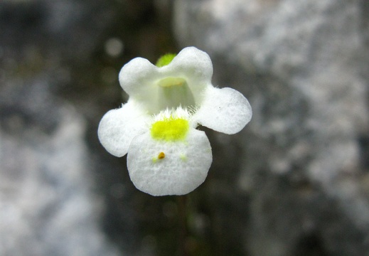 Pinguicula alpina