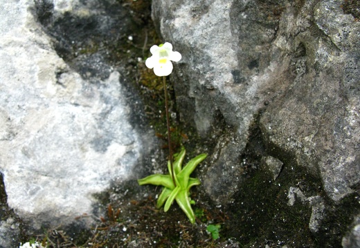 Pinguicula alpina