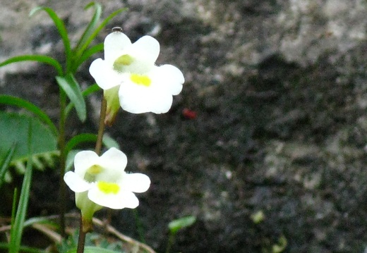 Pinguicula alpina