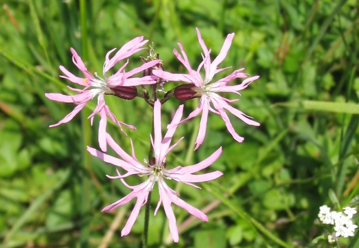 Lychnis flos-cuculi