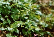 Meconopsis cambrica
