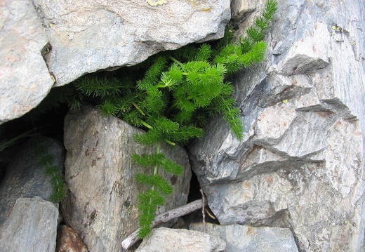 Meum athamanticum