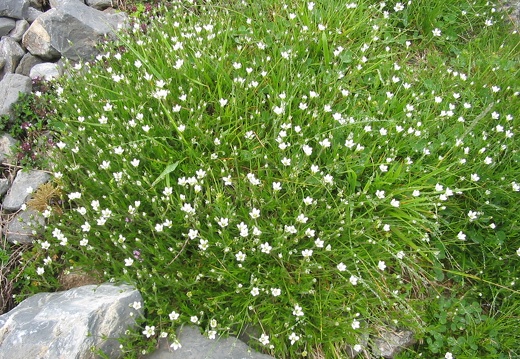 Minuartia villarii