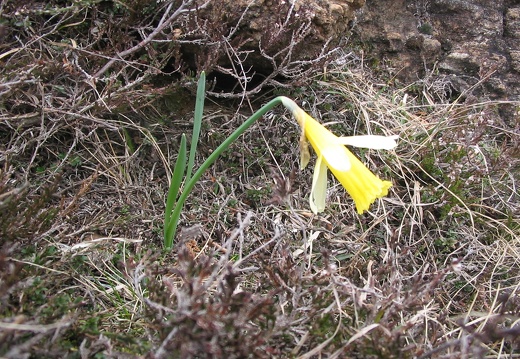Narcissus pseudonarcissus
