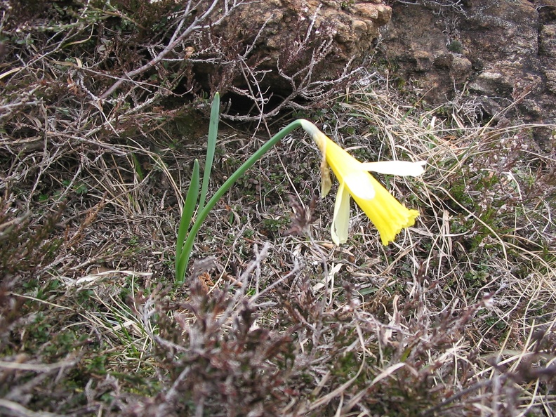 Narcissus pseudonarcissus.jpg
