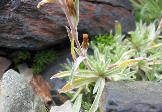 Omalotheca sylvatica