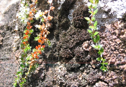 Paronychia kapela