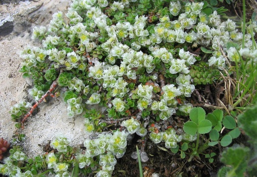 Paronychia kapela