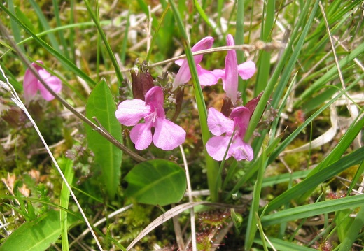 Pedicularis palustris