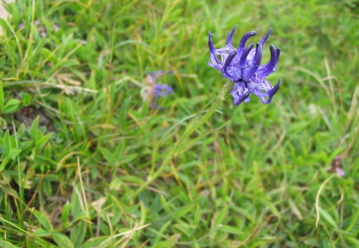 Phyteuma globulariifolium