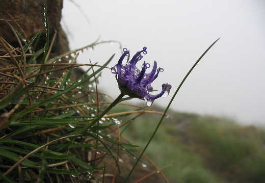 Phyteuma globulariifolium
