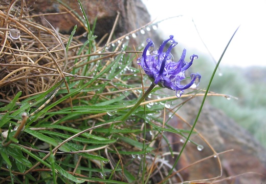 Phyteuma globulariifolium