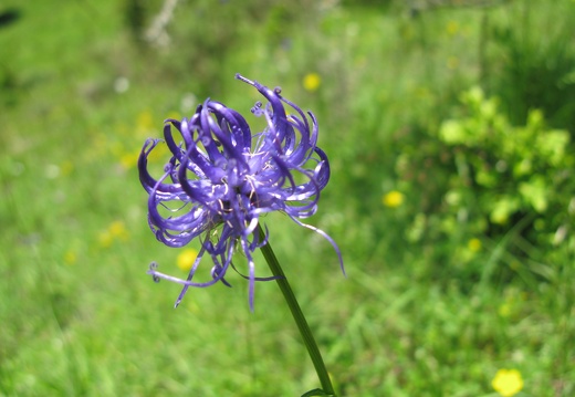 Phyteuma globulariifolium
