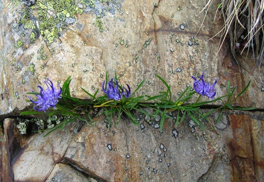 Phyteuma globulariifolium