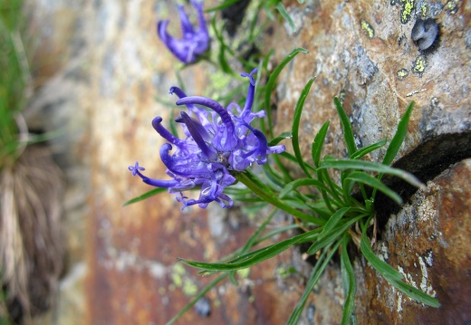 Phyteuma globulariifolium