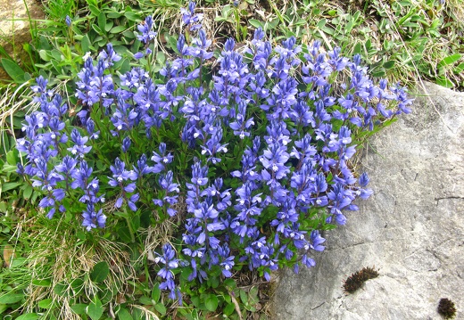 Polygala alpestris