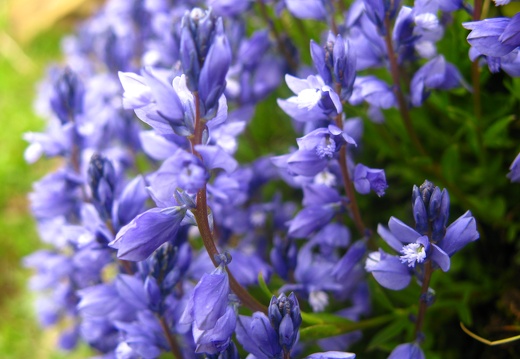 Polygala alpestris